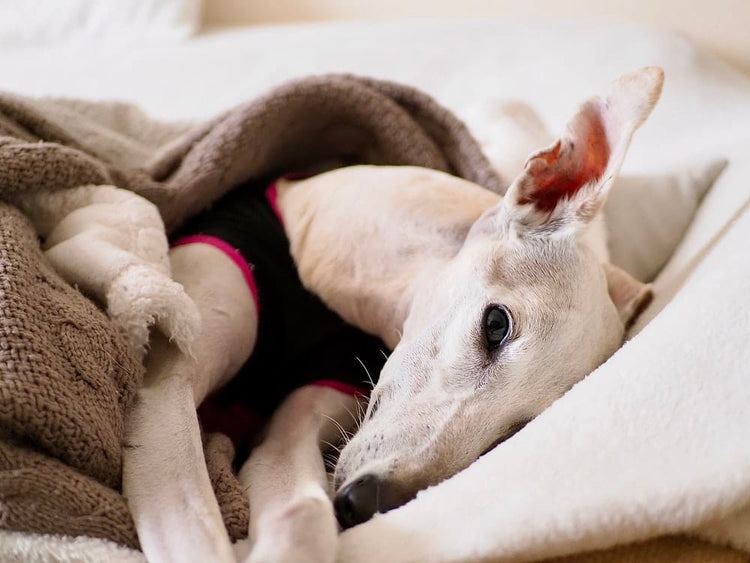 Cross Stitch | Aardvark - White Short Coated Dog Lying On White Textile
