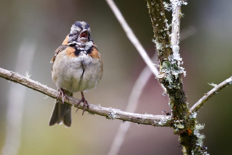 Cross Stitch | Aphid - White, Brown, And Black Bird On The Twig Photography