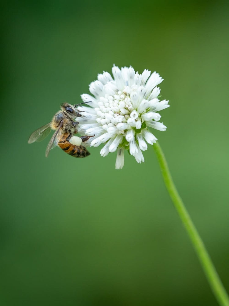 Cross Stitch | Bee - Bee On White Flower