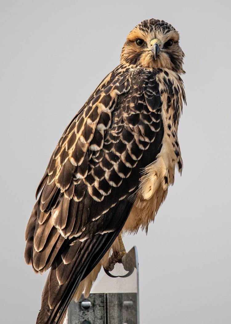 Cross Stitch | Buzzard - Brown And Black Eagle Flying