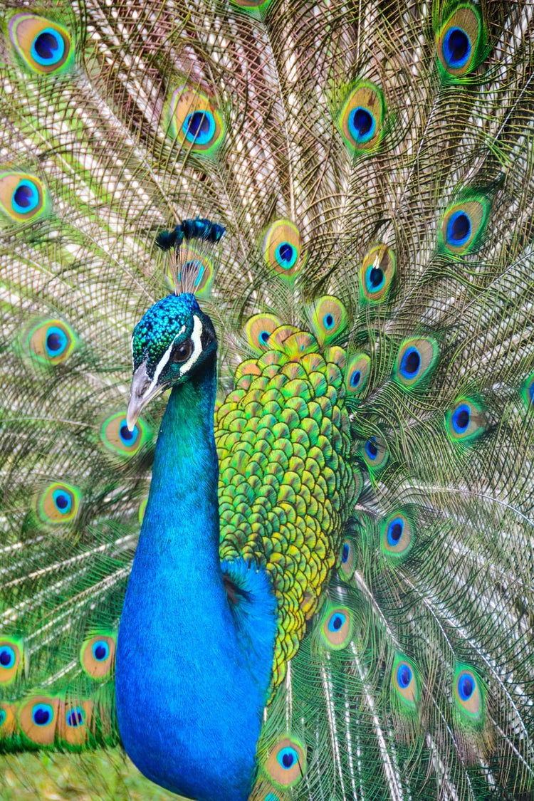 Cross Stitch | Peacock - Photo Of Blue And Green Peacock