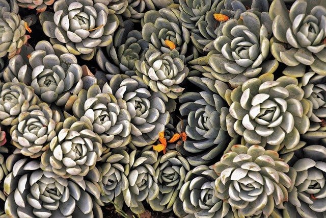 cross stitch succulent pattern Hd Wallpaper Nature Wallpaper Succulents Cross Stitch Kit