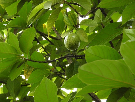 Cross Stitch | Abidjan - Green Round Fruit On Tree - Cross Stitched