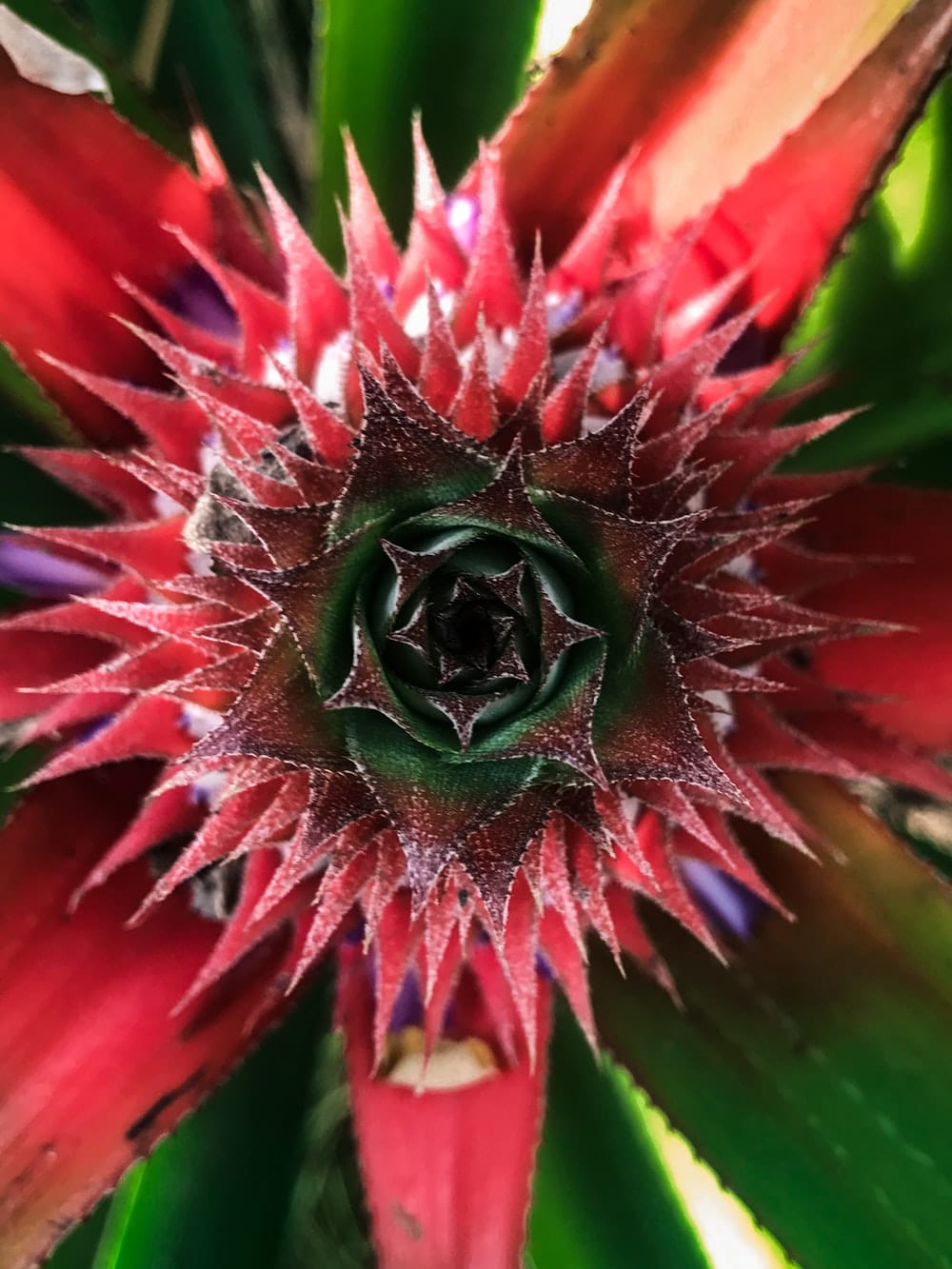 Cross Stitch | Abidjan - Red And Green Plant In Close Up Photography - Cross Stitched