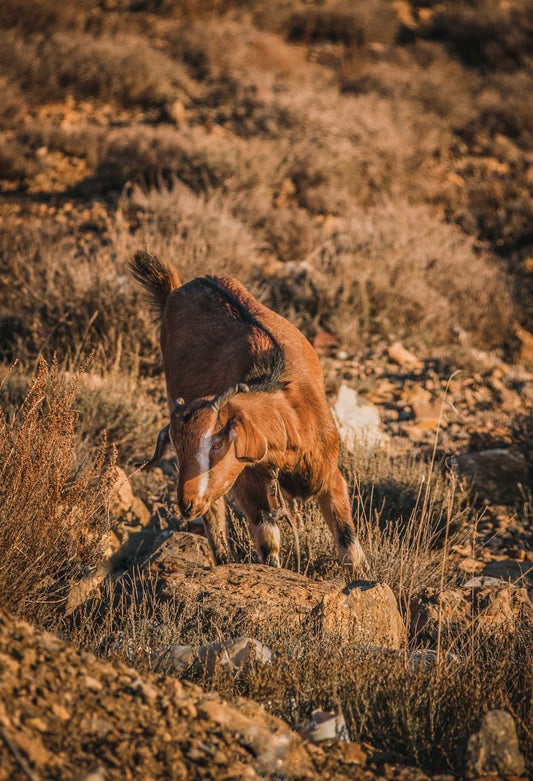 Cross Stitch | Algiers - Brown Horse On Brown Grass Field During Daytime - Cross Stitched