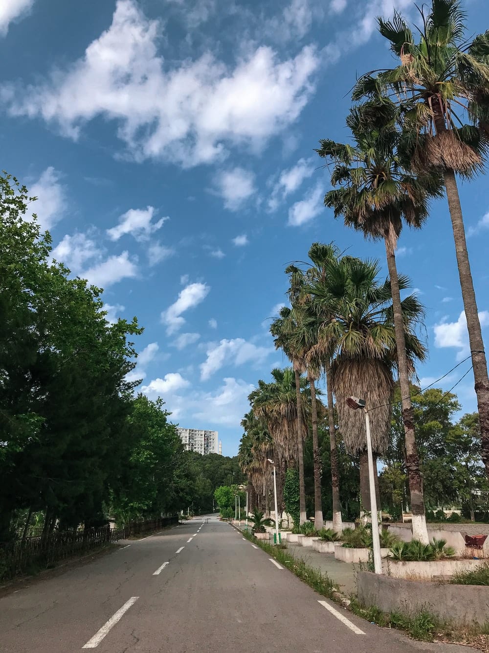 Cross Stitch | Algiers - Green Trees Beside Gray Concrete Road Under Blue Sky During Daytime - Cross Stitched