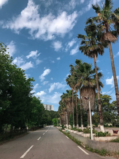 Cross Stitch | Algiers - Green Trees Beside Gray Concrete Road Under Blue Sky During Daytime - Cross Stitched