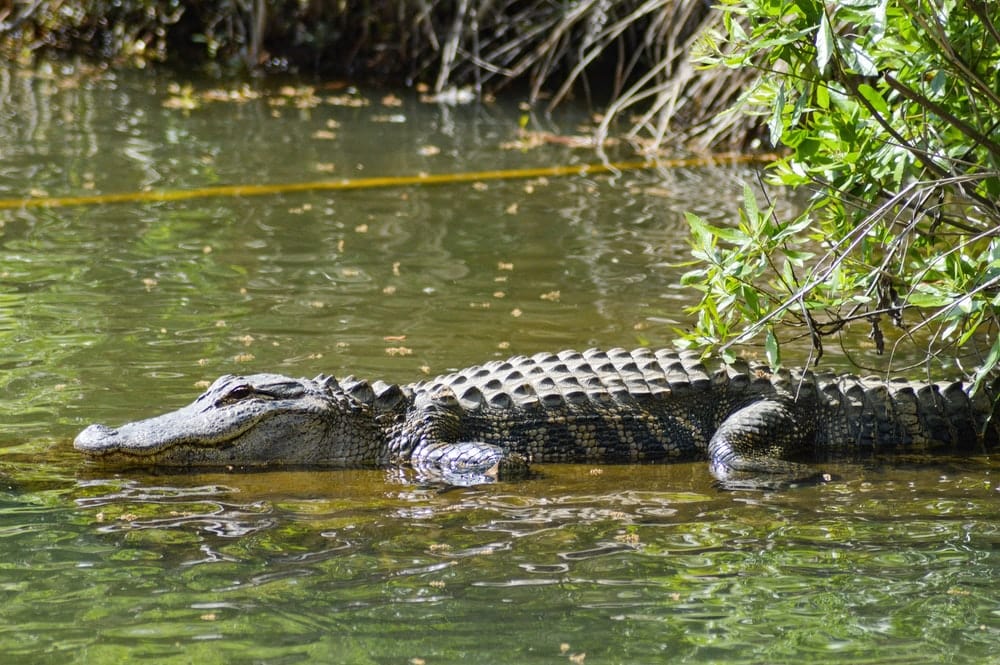 Cross Stitch | Alligator - Alligator On Lake - Cross Stitched