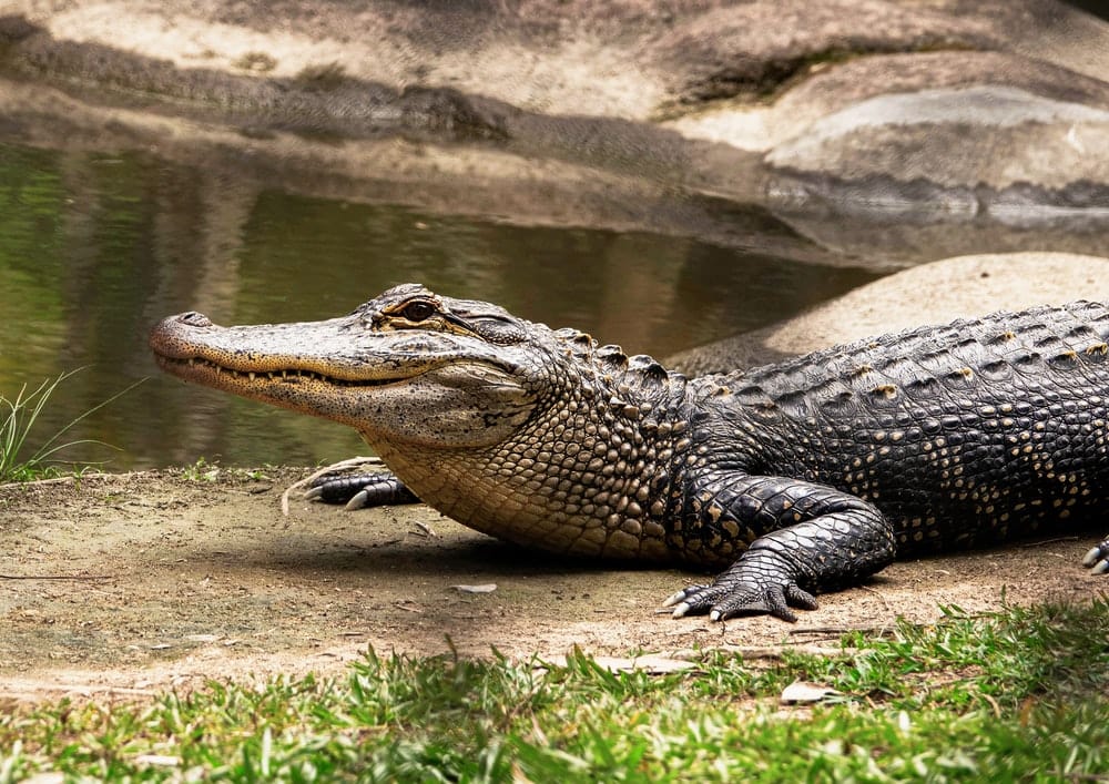 Cross Stitch | Alligator - Black Crocodile On Body Of Water During Daytime - Cross Stitched