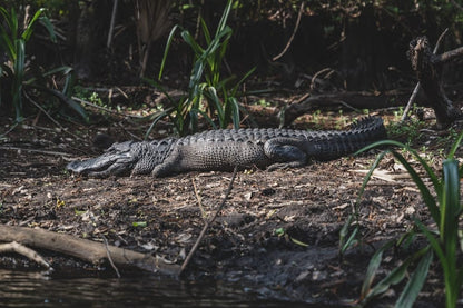 Cross Stitch | Alligator - Black Crocodile On Green Grass During Daytime - Cross Stitched