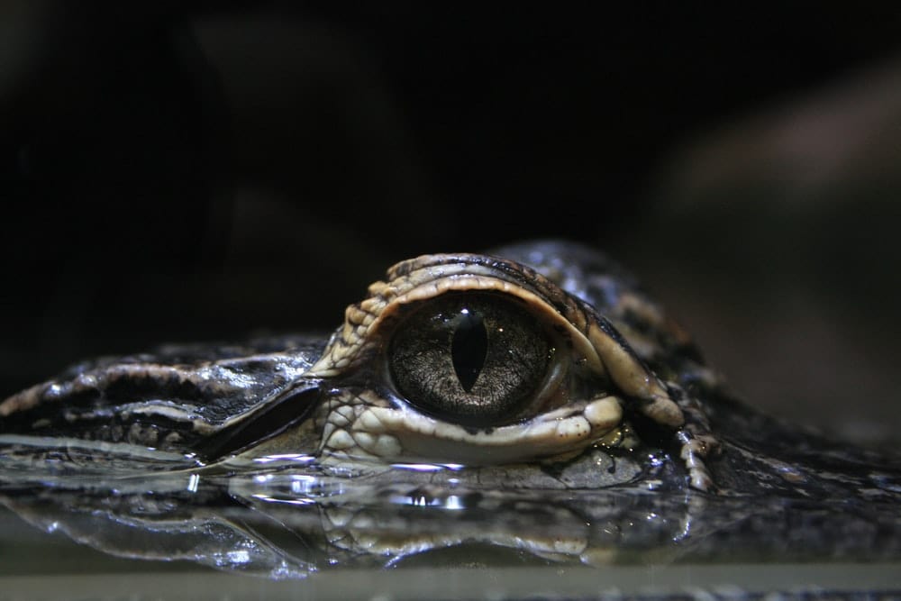 Cross Stitch | Alligator - Close-Up Photo Of Right Crocodile Eye - Cross Stitched