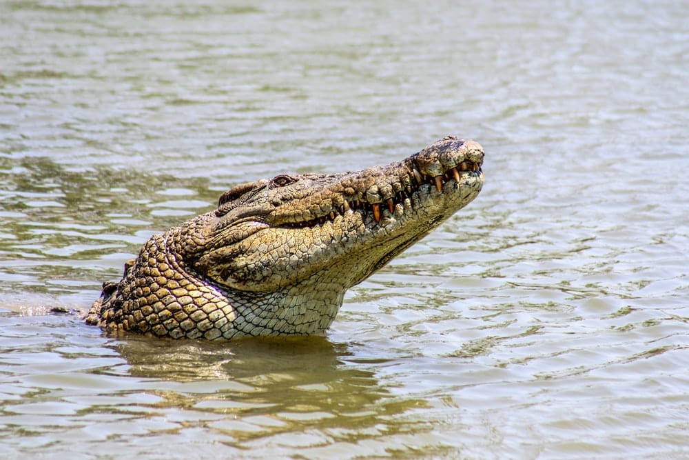 Cross Stitch | Alligator - Crocodile In Body Of Water During Day - Cross Stitched