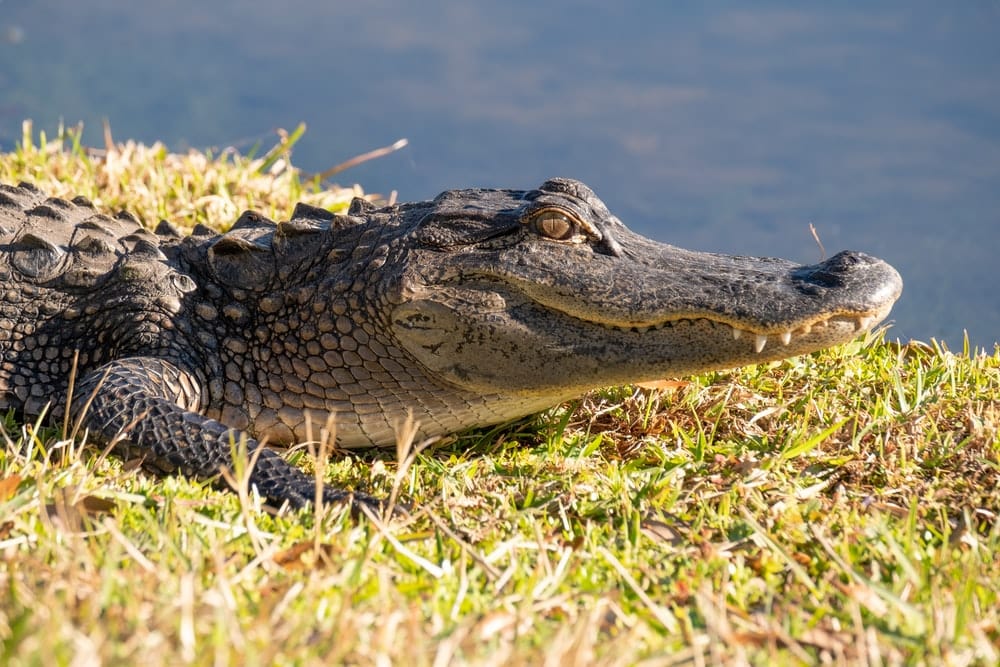 Cross Stitch | Alligator - Crocodile On Green Grass Near Body Of Water During Daytime - Cross Stitched