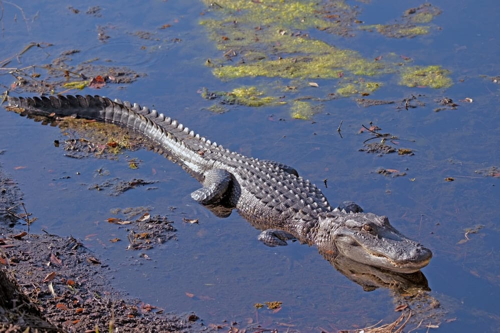 Cross Stitch | Alligator - Crocodile On Water During Daytime - Cross Stitched