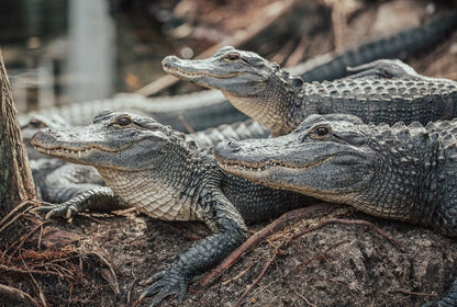 Cross Stitch | Alligator - Crocodiles On Brown Soil - Cross Stitched