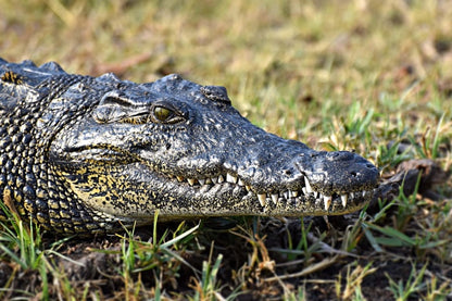 Cross Stitch | Alligator - Grey Crocodile Photograph - Cross Stitched