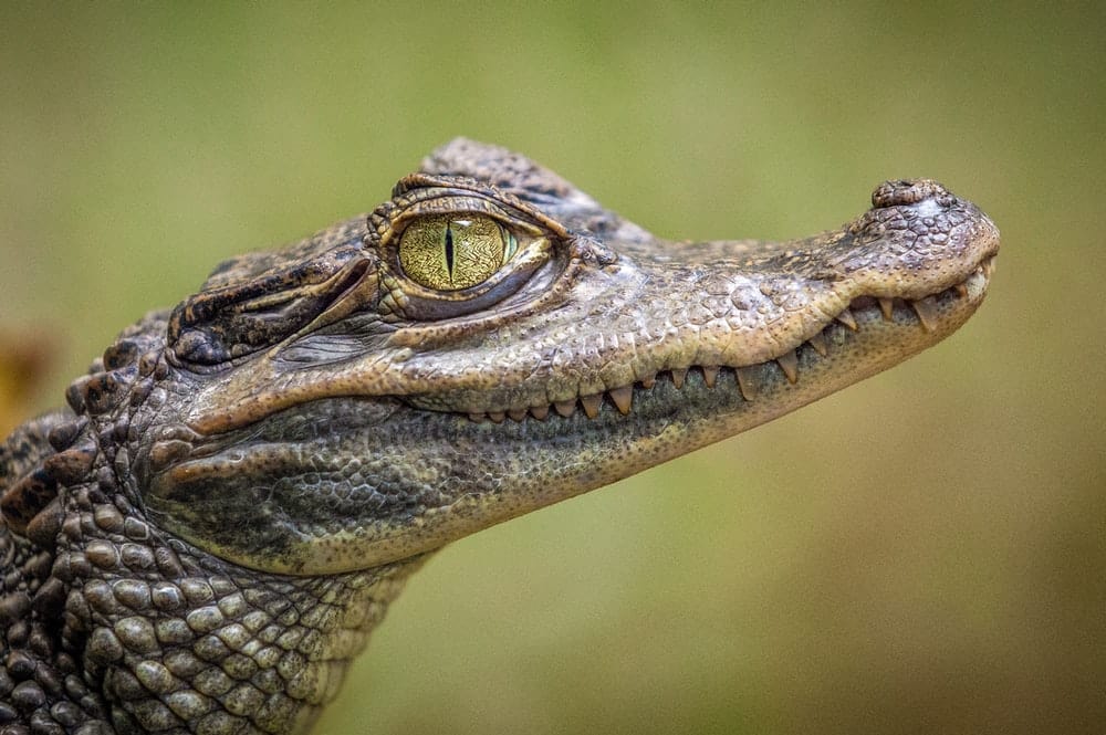 Cross Stitch | Alligator - Selective Focus Photography Of Crocodile - Cross Stitched