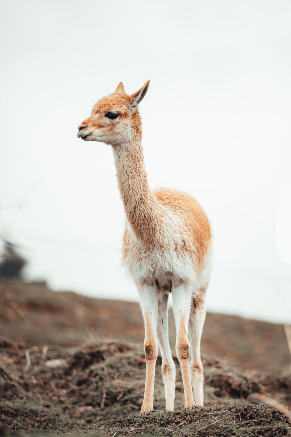 Cross Stitch | Alpaca - Brown And White Deer On Brown Field During Daytime - Cross Stitched