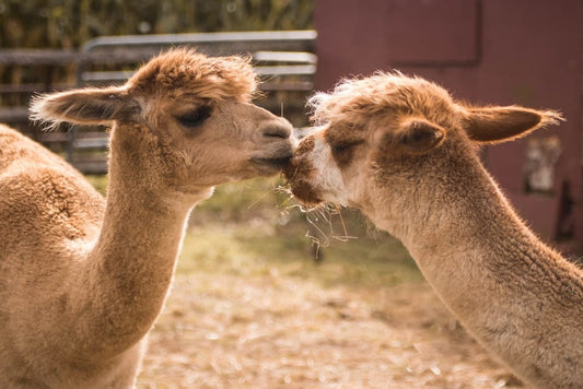 Cross Stitch | Alpaca - Brown Camels - Cross Stitched