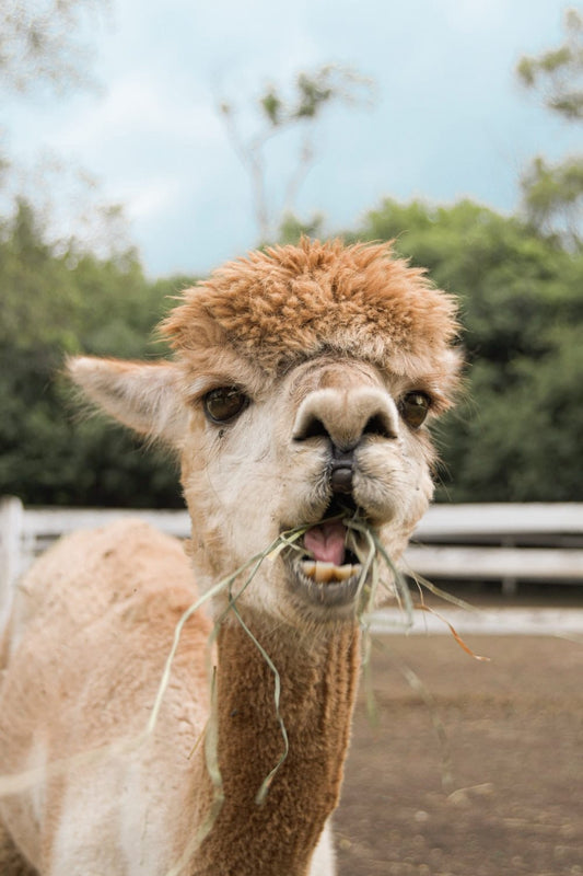 Cross Stitch | Alpaca - Brown Llama On Brown Field During Daytime - Cross Stitched