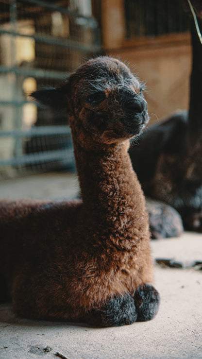 Cross Stitch | Alpaca - Brown Llama On Gray Rock During Daytime - Cross Stitched