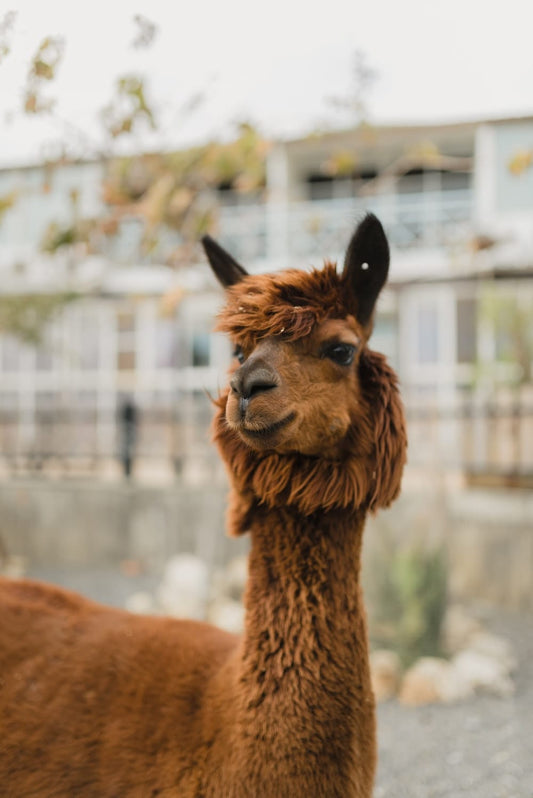 Cross Stitch | Alpaca - Brown Llama Photogrpah - Cross Stitched