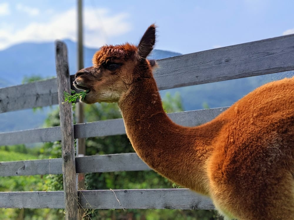 Cross Stitch | Alpaca - Shallow Focus Photo Of Brown Llama - Cross Stitched