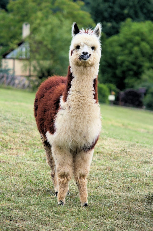 Cross Stitch | Alpaca - Standing White And Brown Alpaca - Cross Stitched