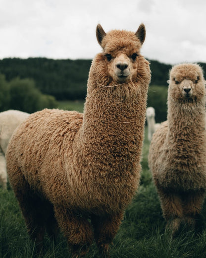 Cross Stitch | Alpaca - Two Brown Llamas During Daytime - Cross Stitched