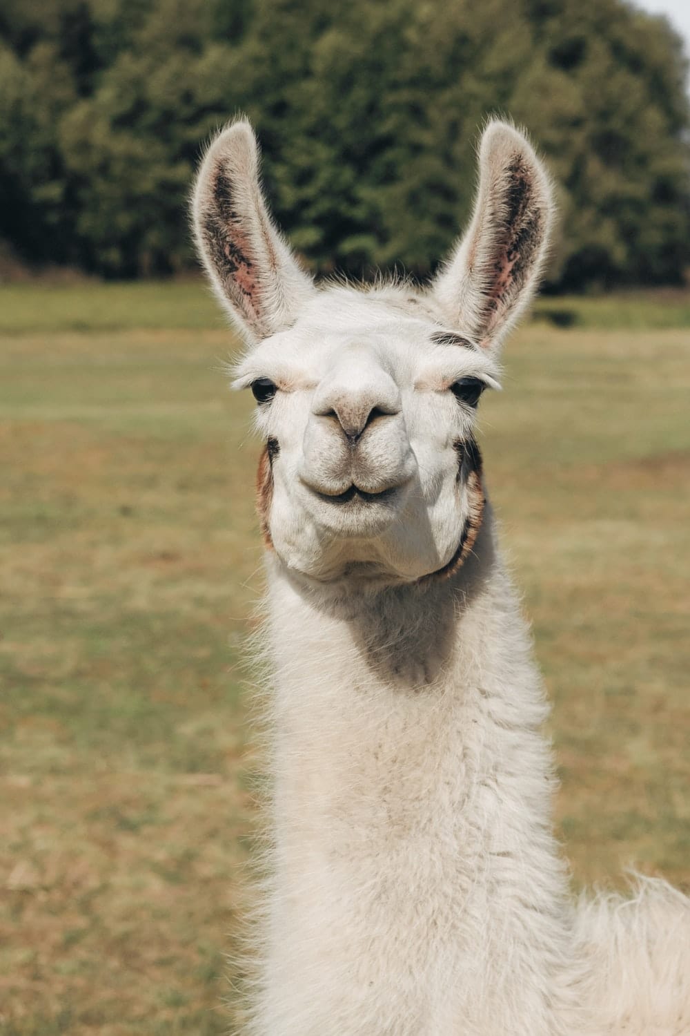 Cross Stitch | Alpaca - White Llama On Green Grass Field During Daytime - Cross Stitched