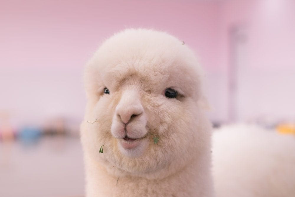 Cross Stitch | Alpaca - White Sheep In Close Up Photography - Cross Stitched