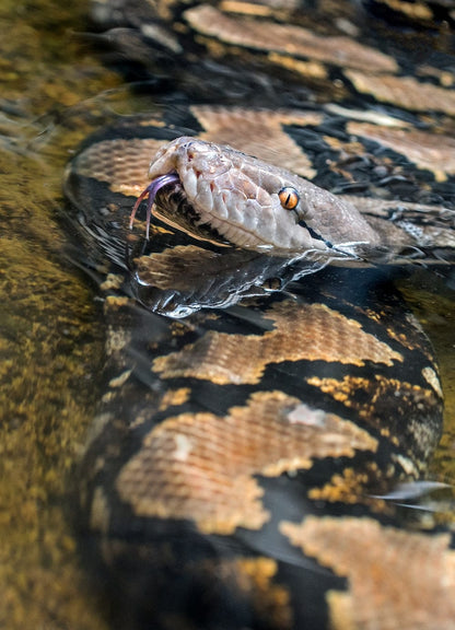 Cross Stitch | Anaconda - Big Black And Brown Snake On Body Of Water - Cross Stitched