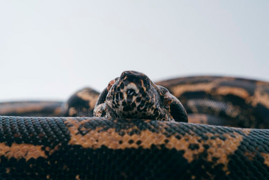 Cross Stitch | Anaconda - Black And Brown Snake On Brown Soil During Daytime - Cross Stitched