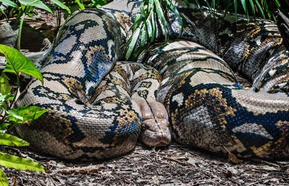 Cross Stitch | Anaconda - Brown And Black Snake On Ground - Cross Stitched