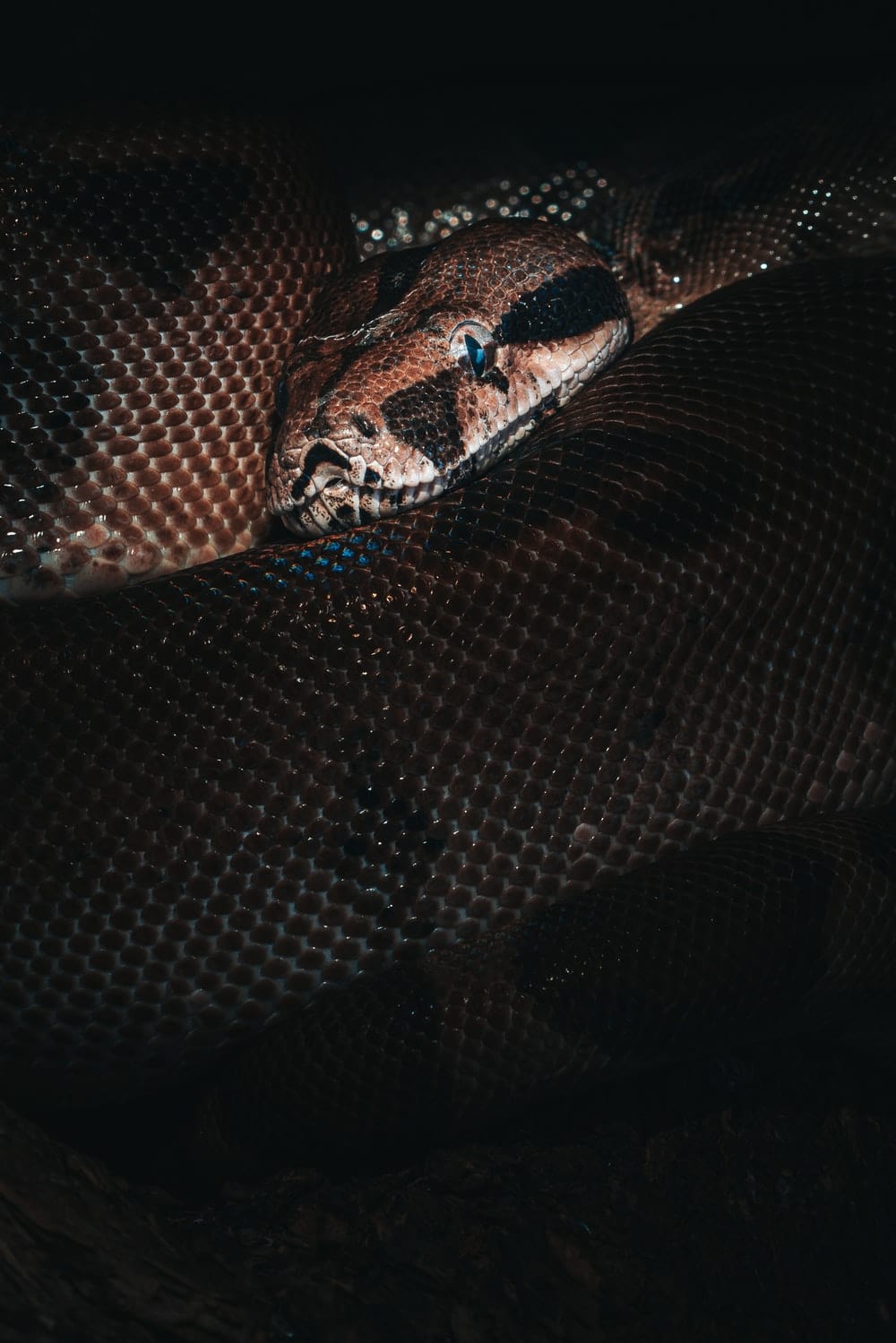 Cross Stitch | Anaconda - Brown And Black Snake Skin - Cross Stitched