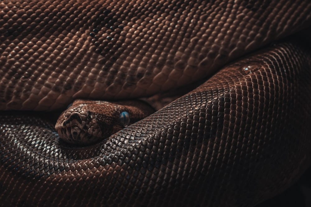 Cross Stitch | Anaconda - Brown And Black Snake Skin Textile - Cross Stitched