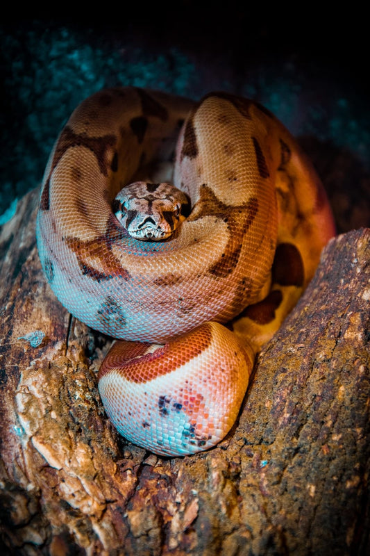 Cross Stitch | Anaconda - Brown Snake On Focus Photographty - Cross Stitched