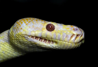 Cross Stitch | Anaconda - Yellow And White Snake On Black Background - Cross Stitched