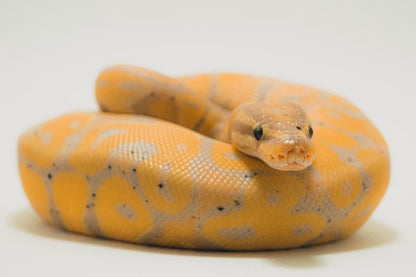 Cross Stitch | Anaconda - Yellow And White Snake On White Surface - Cross Stitched