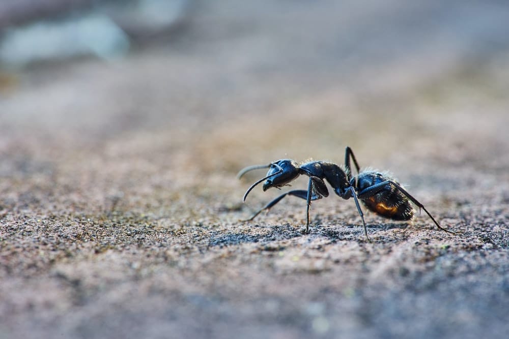 Cross Stitch | Ant - Black Ant Close-Up Photography - Cross Stitched