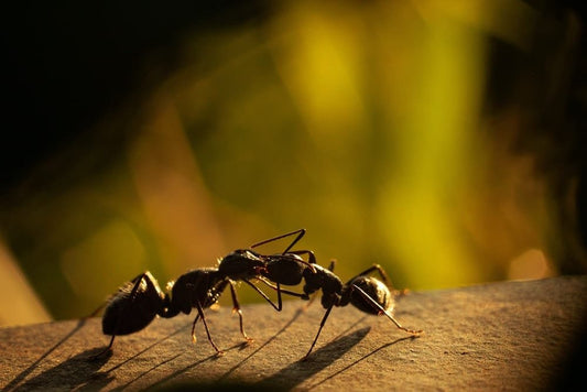 Cross Stitch | Ant - Black Ant On Yellow Background - Cross Stitched