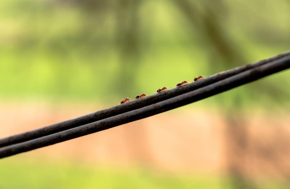 Cross Stitch | Ant - Black Metal Rod With Water Droplets - Cross Stitched