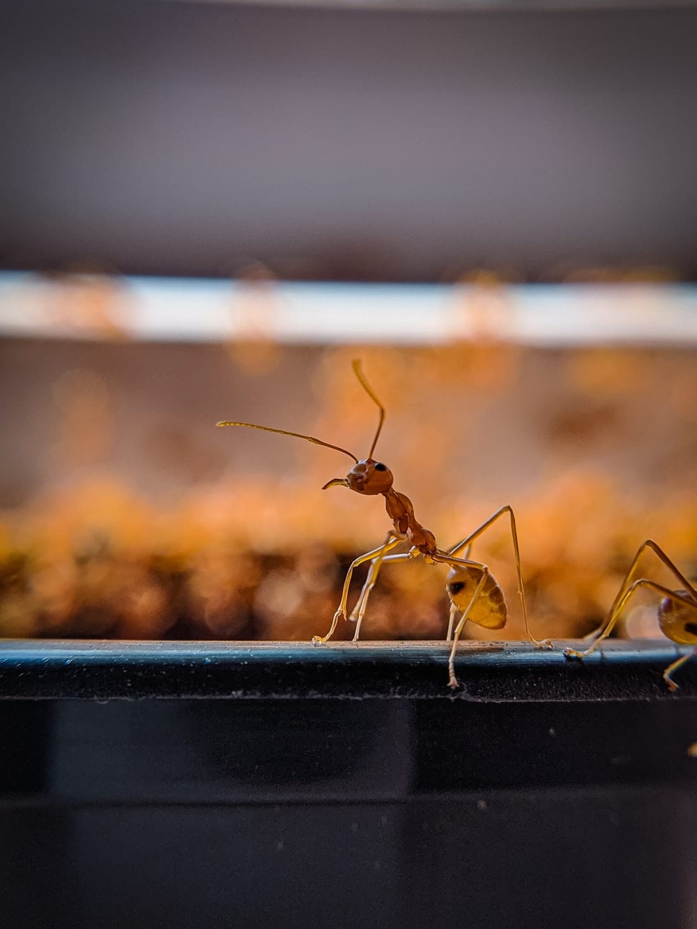 Cross Stitch | Ant - Brown Ant On Black Metal Bar - Cross Stitched