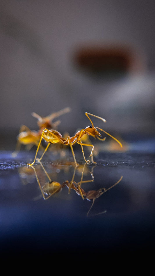 Cross Stitch | Ant - Brown Ant On Blue Surface - Cross Stitched