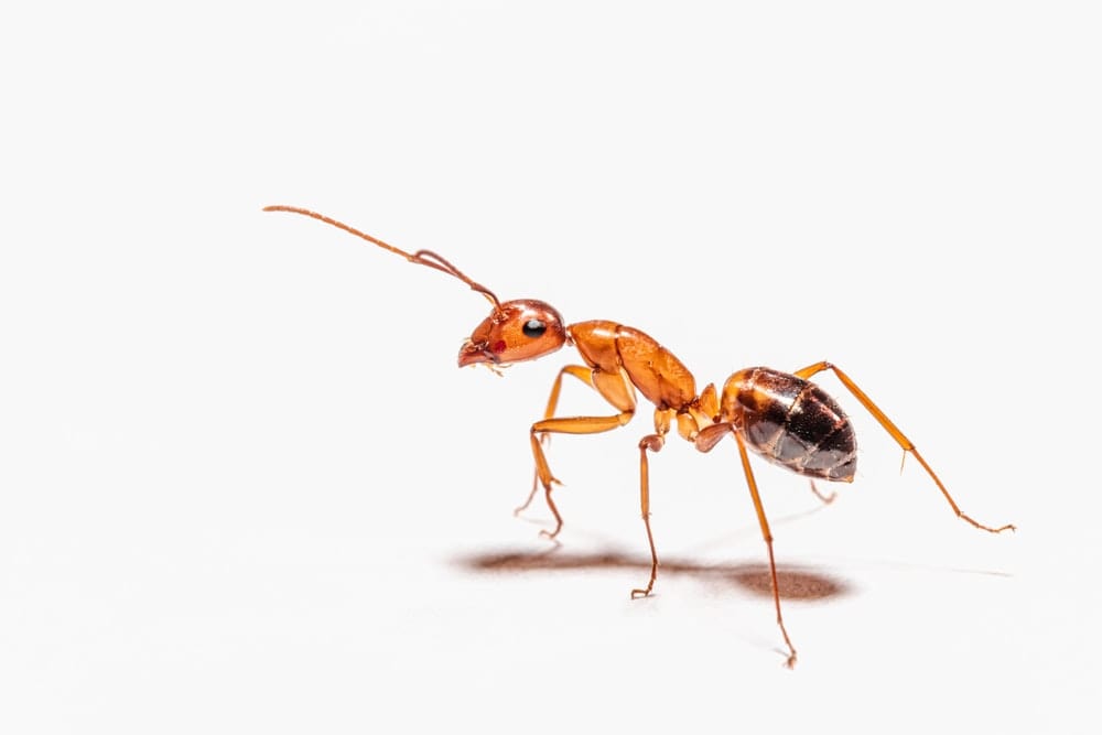 Cross Stitch | Ant - Brown Ant On White Surface - Cross Stitched