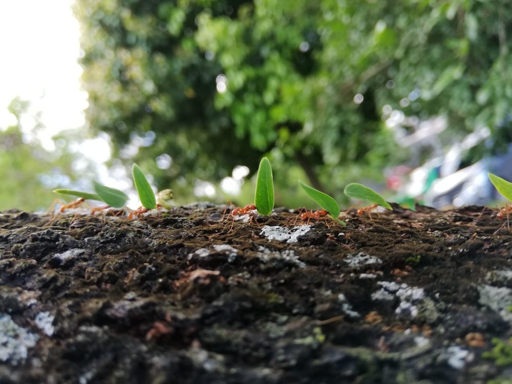 Cross Stitch | Ant - Green Plant On Brown Soil - Cross Stitched