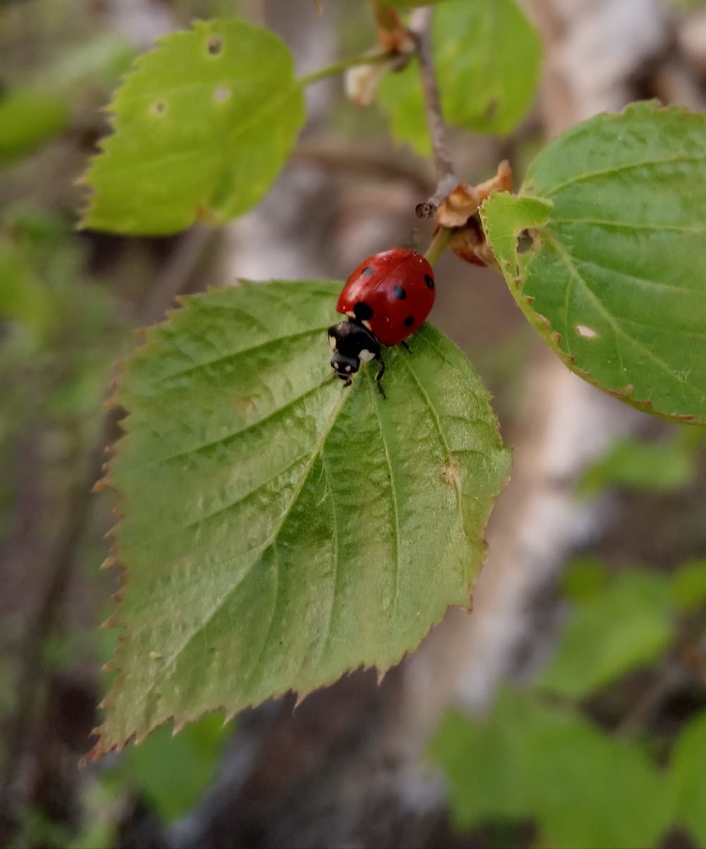 Cross Stitch | Ant - Ladybug On Green Leafed Plant - Cross Stitched