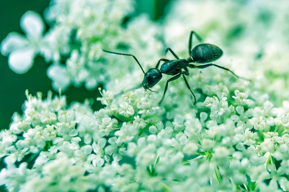 Cross Stitch | Ant - Macro Photography Of Black Ant On White Petaled Flowers - Cross Stitched