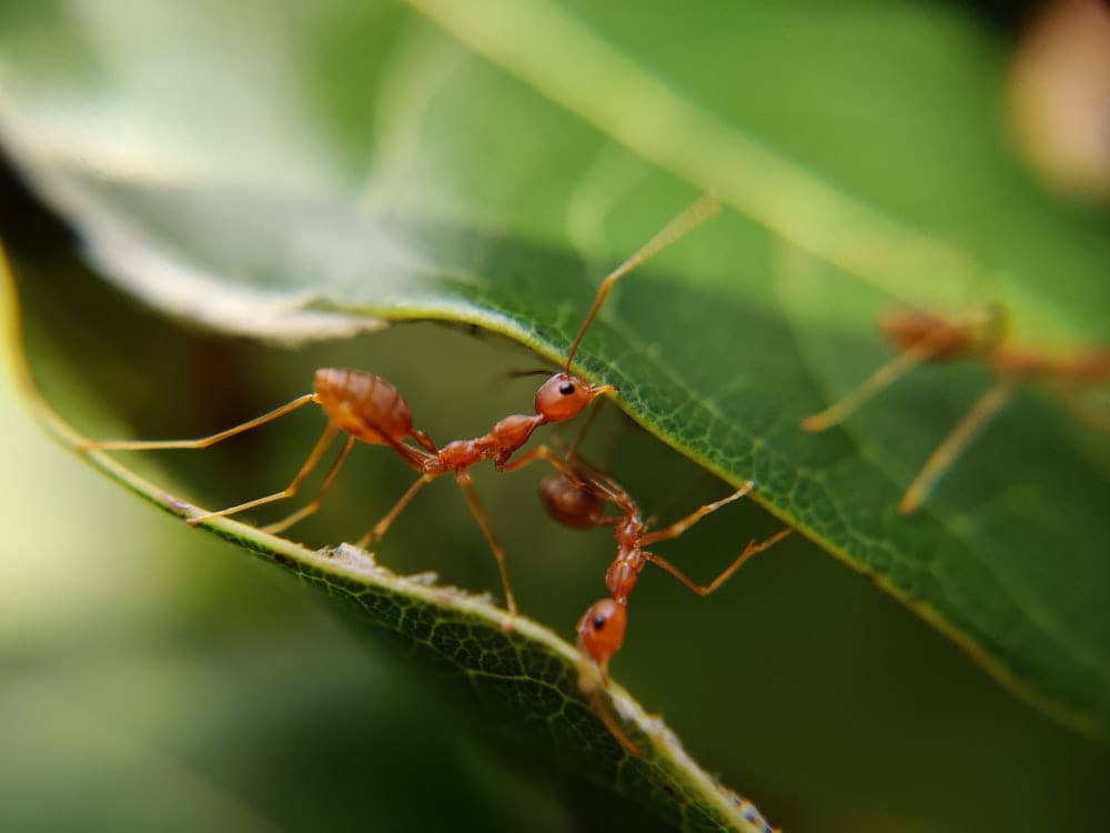 Cross Stitch | Ant - Macro Photography Of Red Ants - Cross Stitched