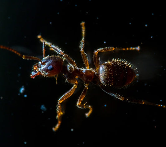 Cross Stitch | Ant - Red Ant In Black Background - Cross Stitched